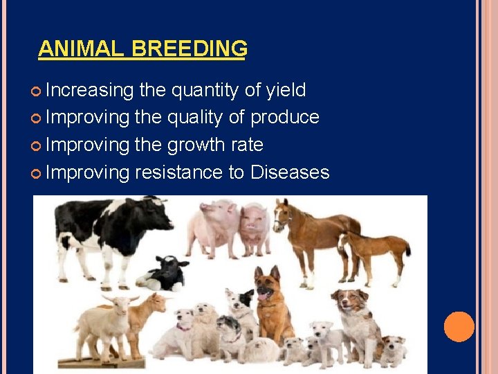 ANIMAL BREEDING Increasing the quantity of yield Improving the quality of produce Improving the