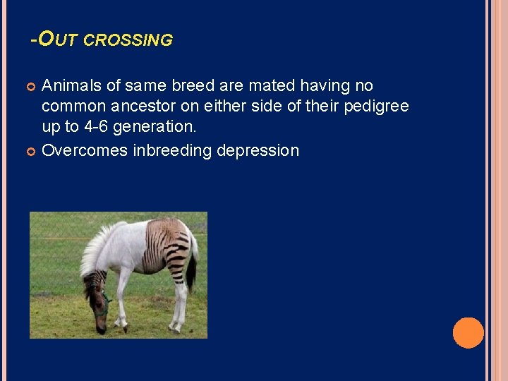 -OUT CROSSING Animals of same breed are mated having no common ancestor on either