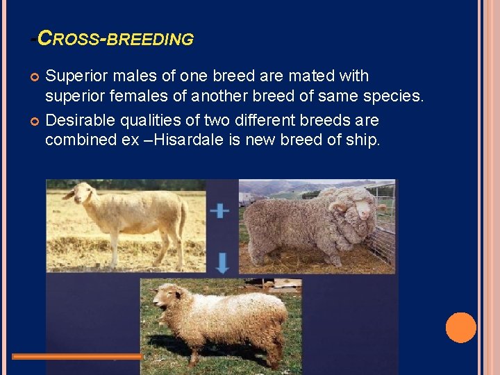 -CROSS-BREEDING Superior males of one breed are mated with superior females of another breed