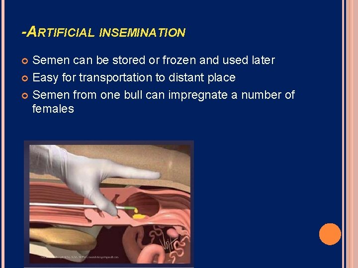 -ARTIFICIAL INSEMINATION Semen can be stored or frozen and used later Easy for transportation