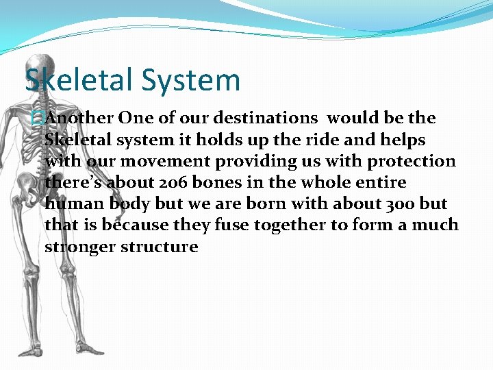 Skeletal System �Another One of our destinations would be the Skeletal system it holds