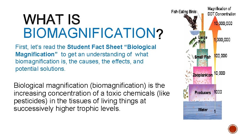 BIOMAGNIFICATION First, let’s read the Student Fact Sheet “Biological Magnification” to get an understanding
