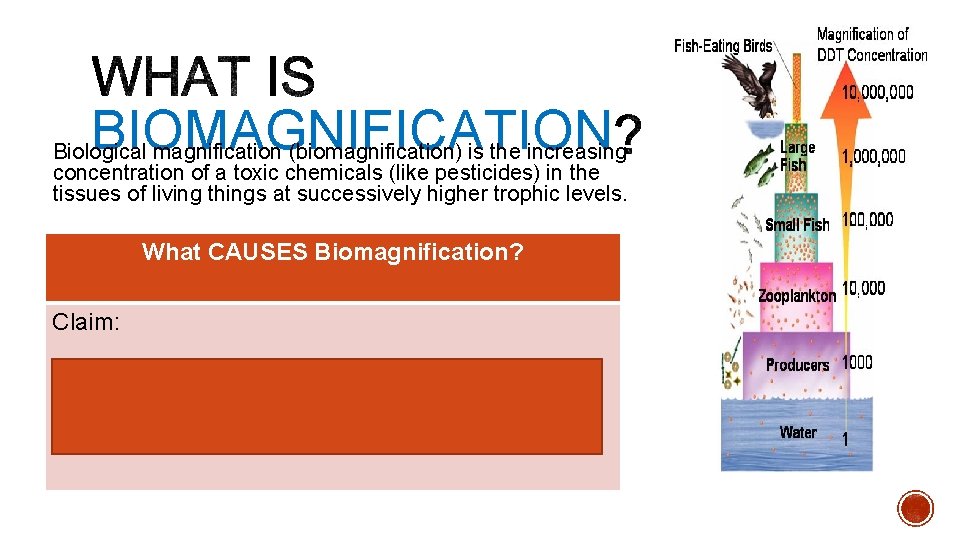 BIOMAGNIFICATION Biological magnification (biomagnification) is the increasing concentration of a toxic chemicals (like pesticides)