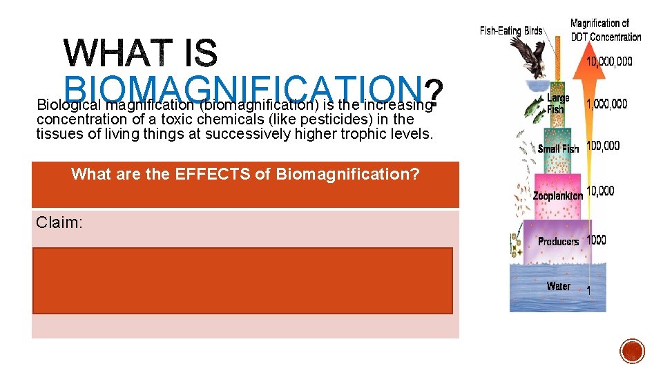 BIOMAGNIFICATION Biological magnification (biomagnification) is the increasing concentration of a toxic chemicals (like pesticides)