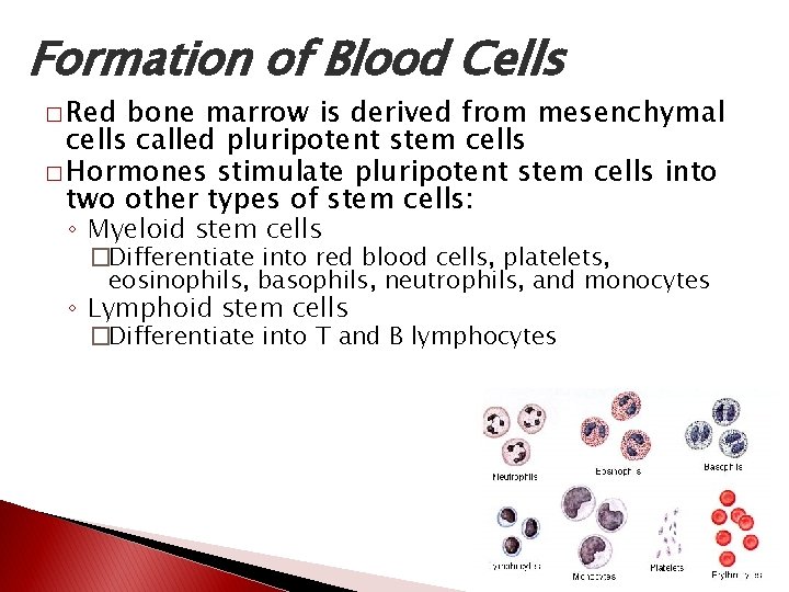 Formation of Blood Cells � Red bone marrow is derived from mesenchymal cells called