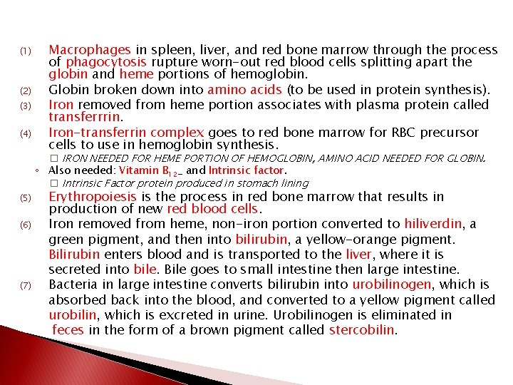 (1) (2) (3) (4) (5) (6) (7) Macrophages in spleen, liver, and red bone