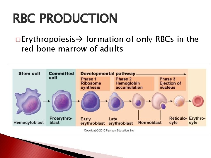 RBC PRODUCTION � Erythropoiesis formation of only RBCs in the red bone marrow of
