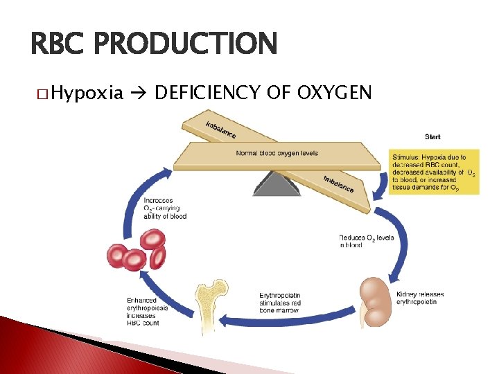 RBC PRODUCTION � Hypoxia DEFICIENCY OF OXYGEN 