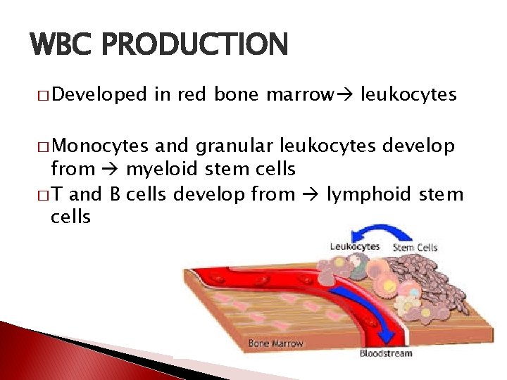 WBC PRODUCTION � Developed � Monocytes in red bone marrow leukocytes and granular leukocytes
