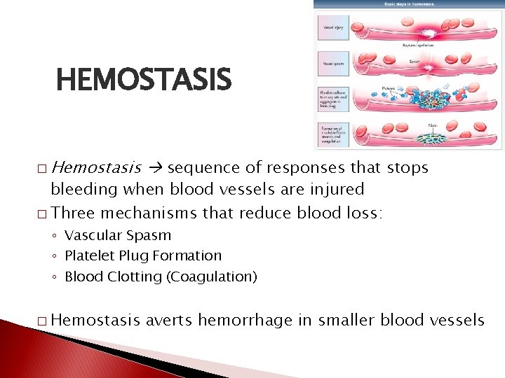 HEMOSTASIS � Hemostasis sequence of responses that stops bleeding when blood vessels are injured