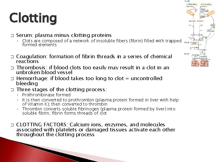 Clotting � Serum: plasma minus clotting proteins ◦ Clots are composed of a network