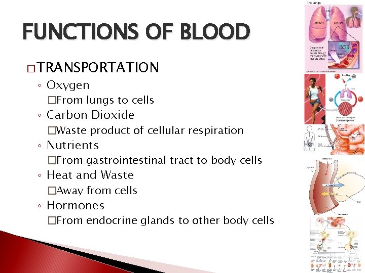 FUNCTIONS OF BLOOD � TRANSPORTATION ◦ Oxygen �From lungs to cells ◦ Carbon Dioxide