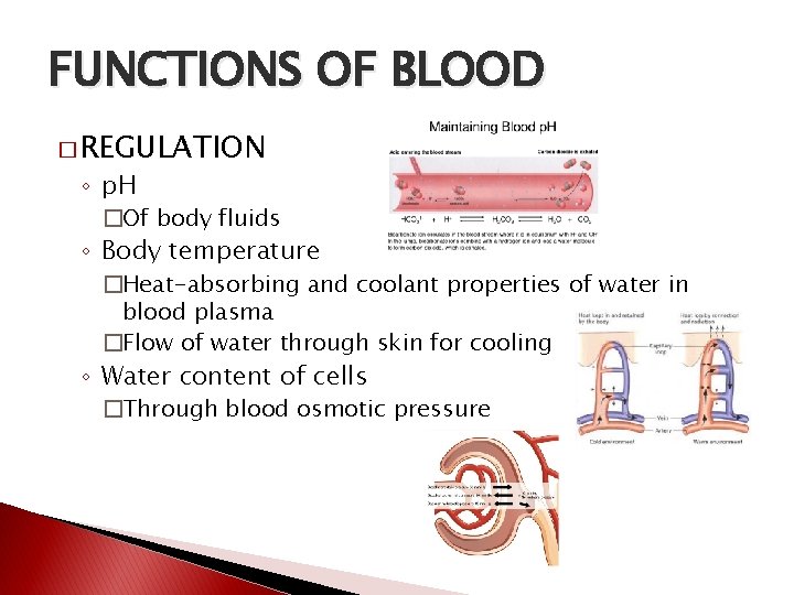 FUNCTIONS OF BLOOD � REGULATION ◦ p. H �Of body fluids ◦ Body temperature