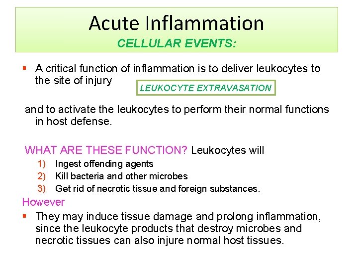 Acute Inflammation CELLULAR EVENTS: § A critical function of inflammation is to deliver leukocytes