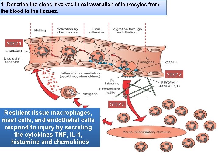 1. Describe the steps involved in extravasation of leukocytes from the blood to the