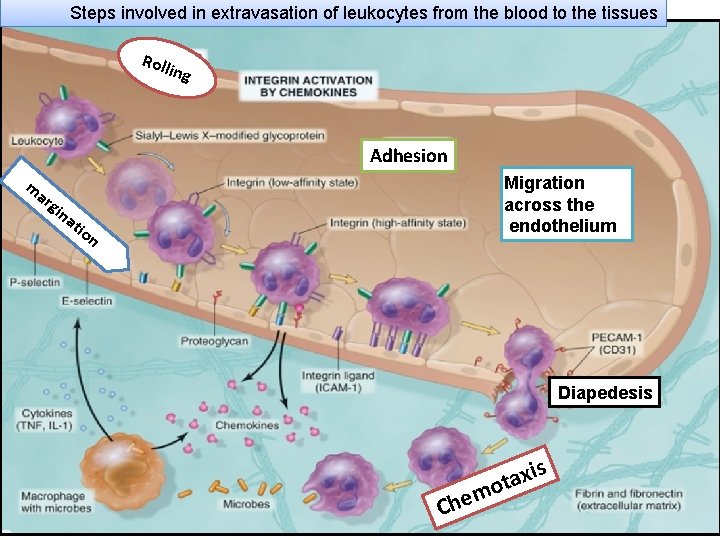 Steps involved in extravasation of leukocytes from the blood to the tissues Roll ing