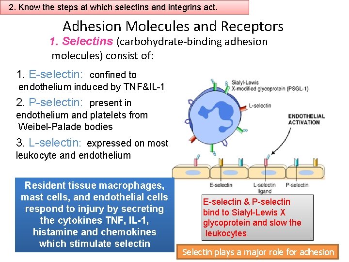 2. Know the steps at which selectins and integrins act. Adhesion Molecules and Receptors