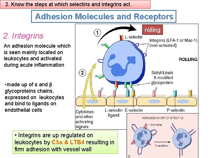 2. Know the steps at which selectins and integrins act. Adhesion Molecules and Receptors