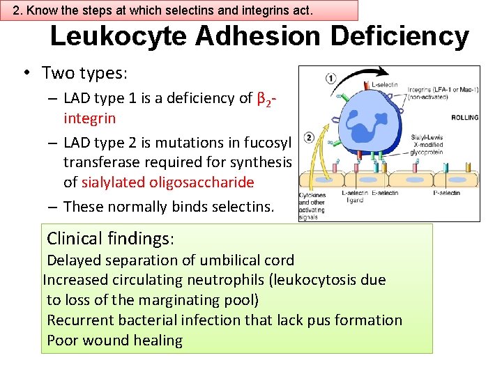 2. Know the steps at which selectins and integrins act. Leukocyte Adhesion Deficiency •