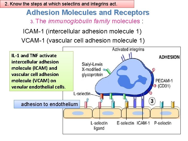 2. Know the steps at which selectins and integrins act. Adhesion Molecules and Receptors