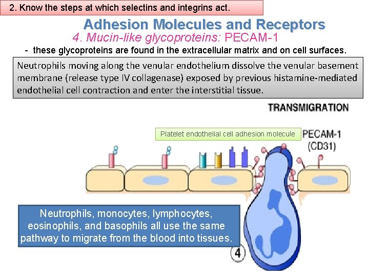 2. Know the steps at which selectins and integrins act. Adhesion Molecules and Receptors