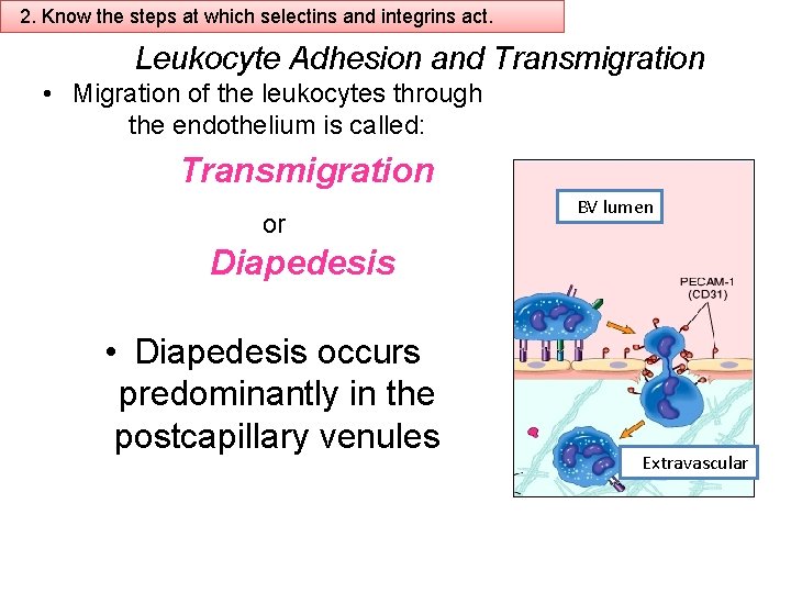 2. Know the steps at which selectins and integrins act. Leukocyte Adhesion and Transmigration