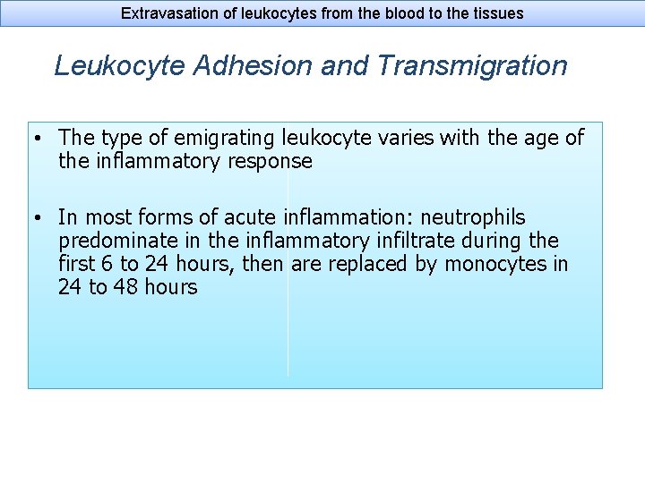 Extravasation of leukocytes from the blood to the tissues Leukocyte Adhesion and Transmigration •