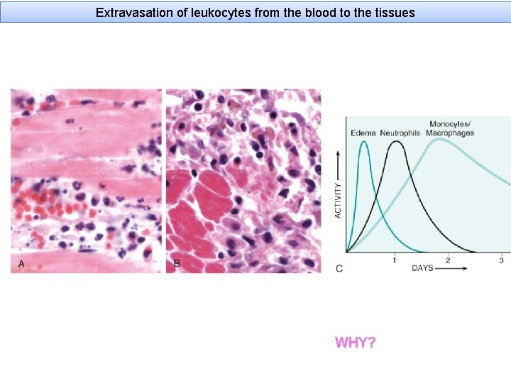 Extravasation of leukocytes from the blood to the tissues WHY? 