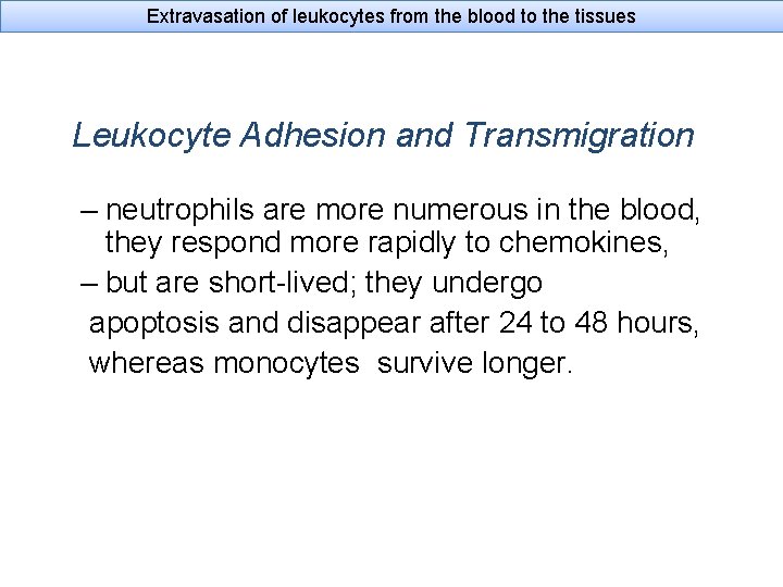 Extravasation of leukocytes from the blood to the tissues Leukocyte Adhesion and Transmigration –