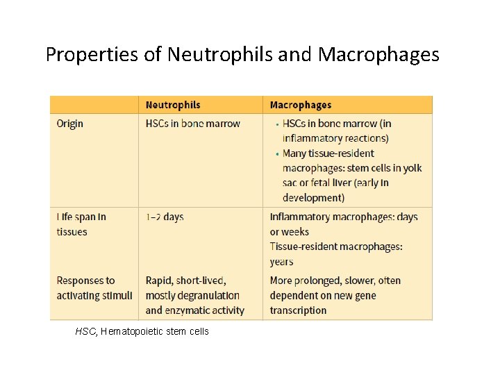 Properties of Neutrophils and Macrophages HSC, Hematopoietic stem cells 