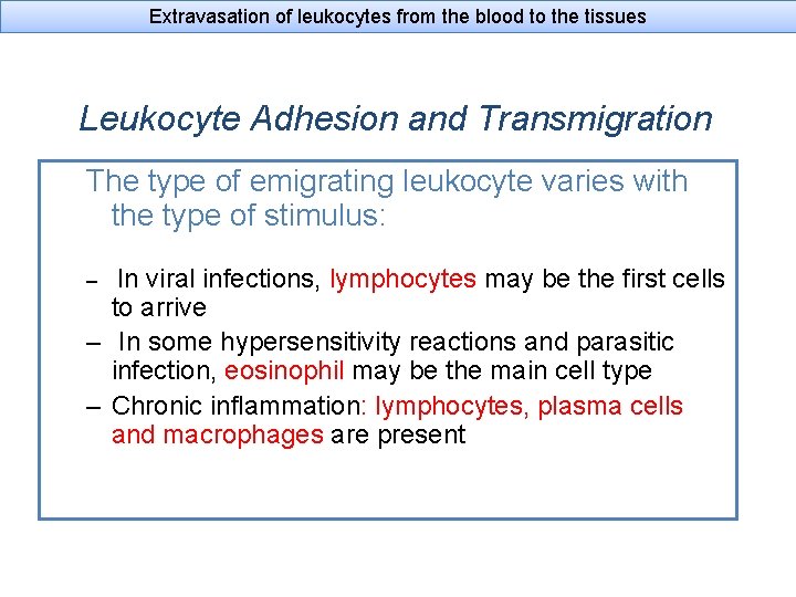 Extravasation of leukocytes from the blood to the tissues Leukocyte Adhesion and Transmigration The