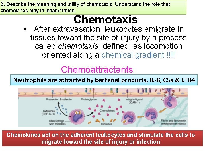 3. Describe the meaning and utility of chemotaxis. Understand the role that chemokines play
