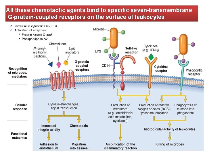 All these chemotactic agents bind to specific seven-transmembrane G-protein-coupled receptors on the surface of