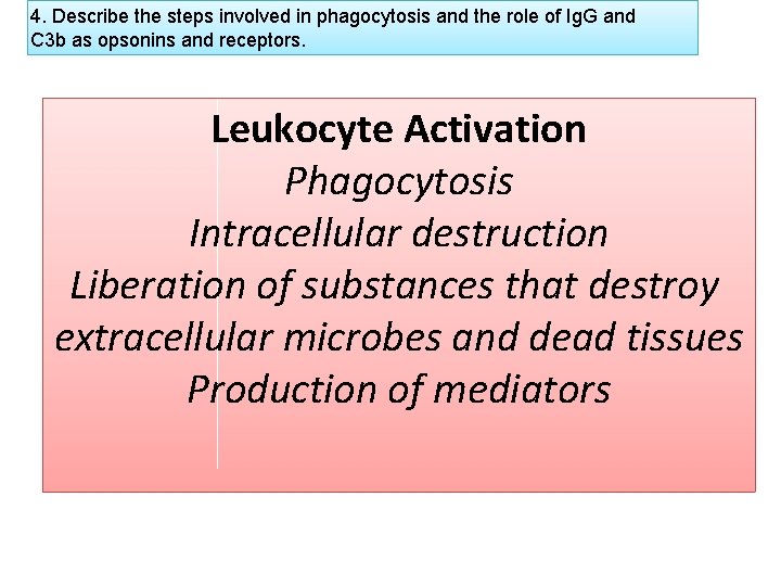 4. Describe the steps involved in phagocytosis and the role of Ig. G and