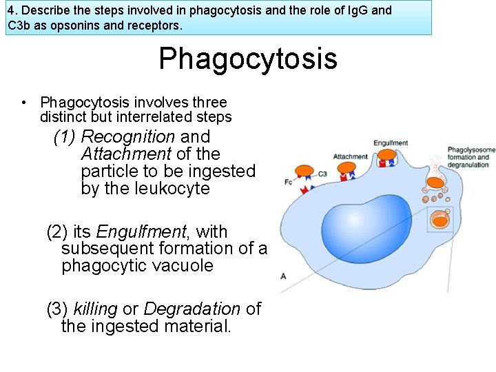 4. Describe the steps involved in phagocytosis and the role of Ig. G and