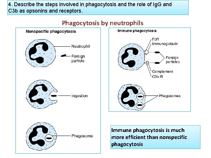 4. Describe the steps involved in phagocytosis and the role of Ig. G and