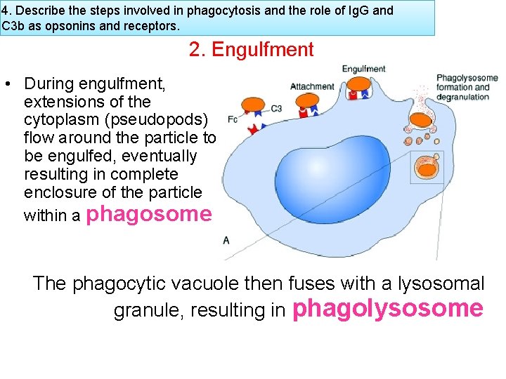 4. Describe the steps involved in phagocytosis and the role of Ig. G and