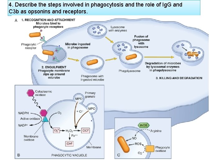 4. Describe the steps involved in phagocytosis and the role of Ig. G and
