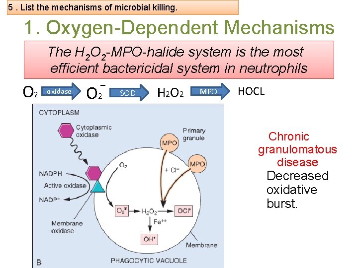 5. List the mechanisms of microbial killing. 1. Oxygen-Dependent Mechanisms The H 2 O