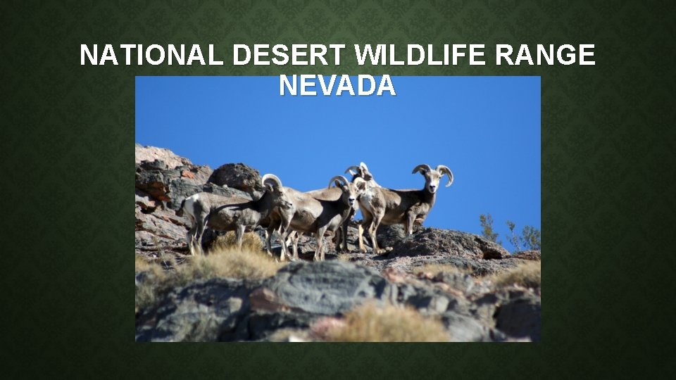 NATIONAL DESERT WILDLIFE RANGE NEVADA 
