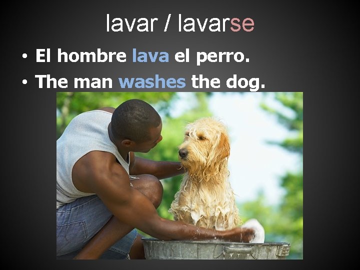 lavar / lavarse • El hombre lava el perro. • The man washes the
