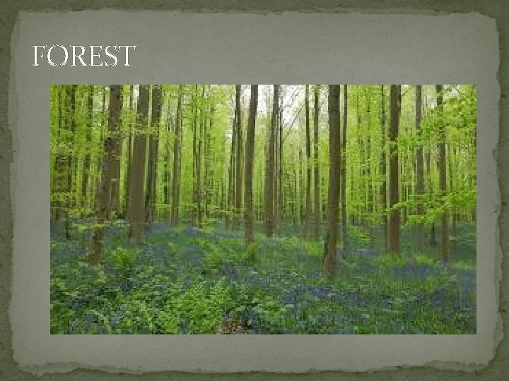 FOREST 