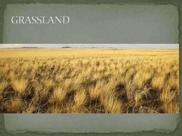 GRASSLAND 