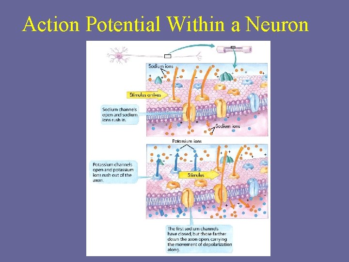 Action Potential Within a Neuron 