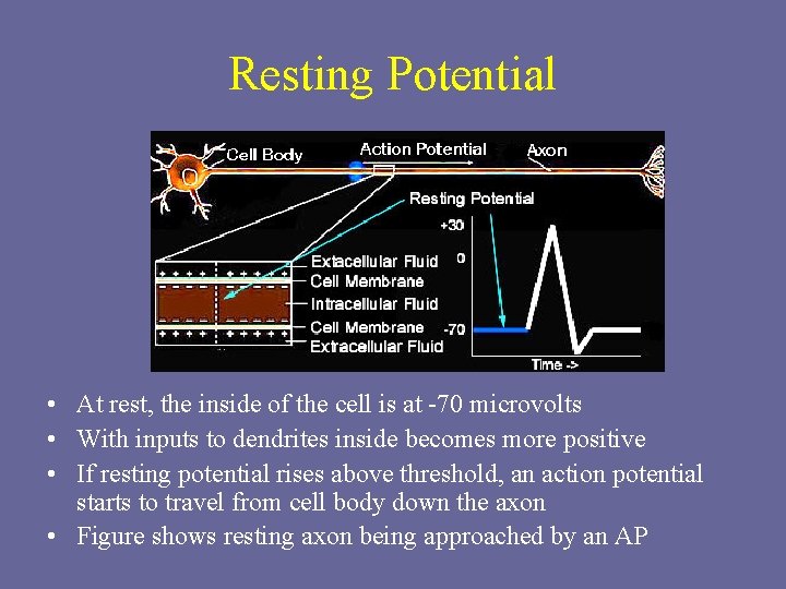 Resting Potential • At rest, the inside of the cell is at -70 microvolts