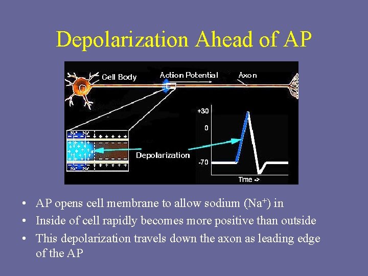 Depolarization Ahead of AP • AP opens cell membrane to allow sodium (Na+) in