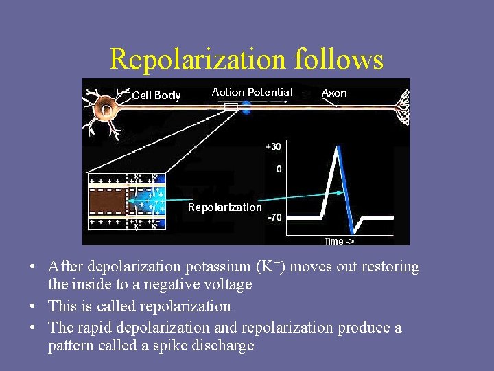 Repolarization follows • After depolarization potassium (K+) moves out restoring the inside to a