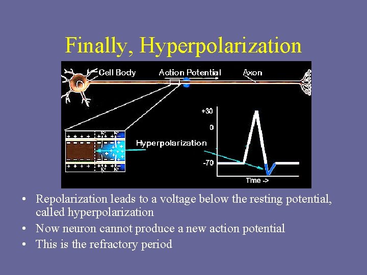 Finally, Hyperpolarization • Repolarization leads to a voltage below the resting potential, called hyperpolarization