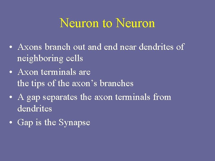 Neuron to Neuron • Axons branch out and end near dendrites of neighboring cells