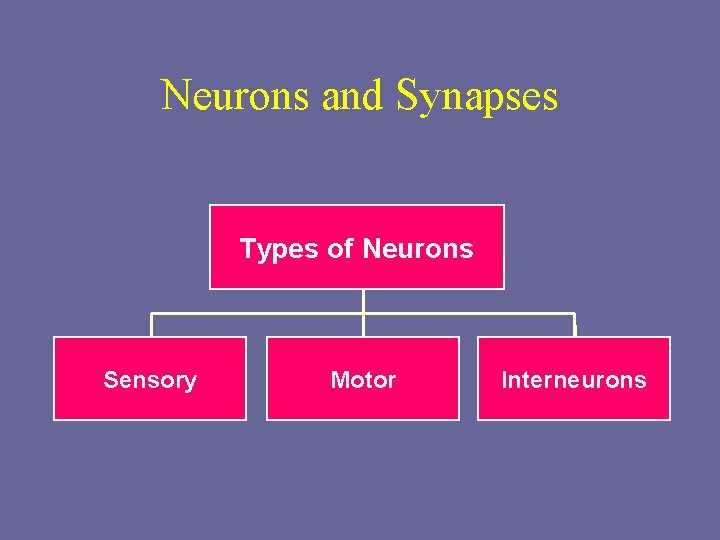 Neurons and Synapses Types of Neurons Sensory Motor Interneurons 